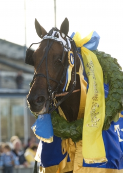 Maharajah, en av historiens bästa derbysegrare, kanske den bästa? Foto; ALN